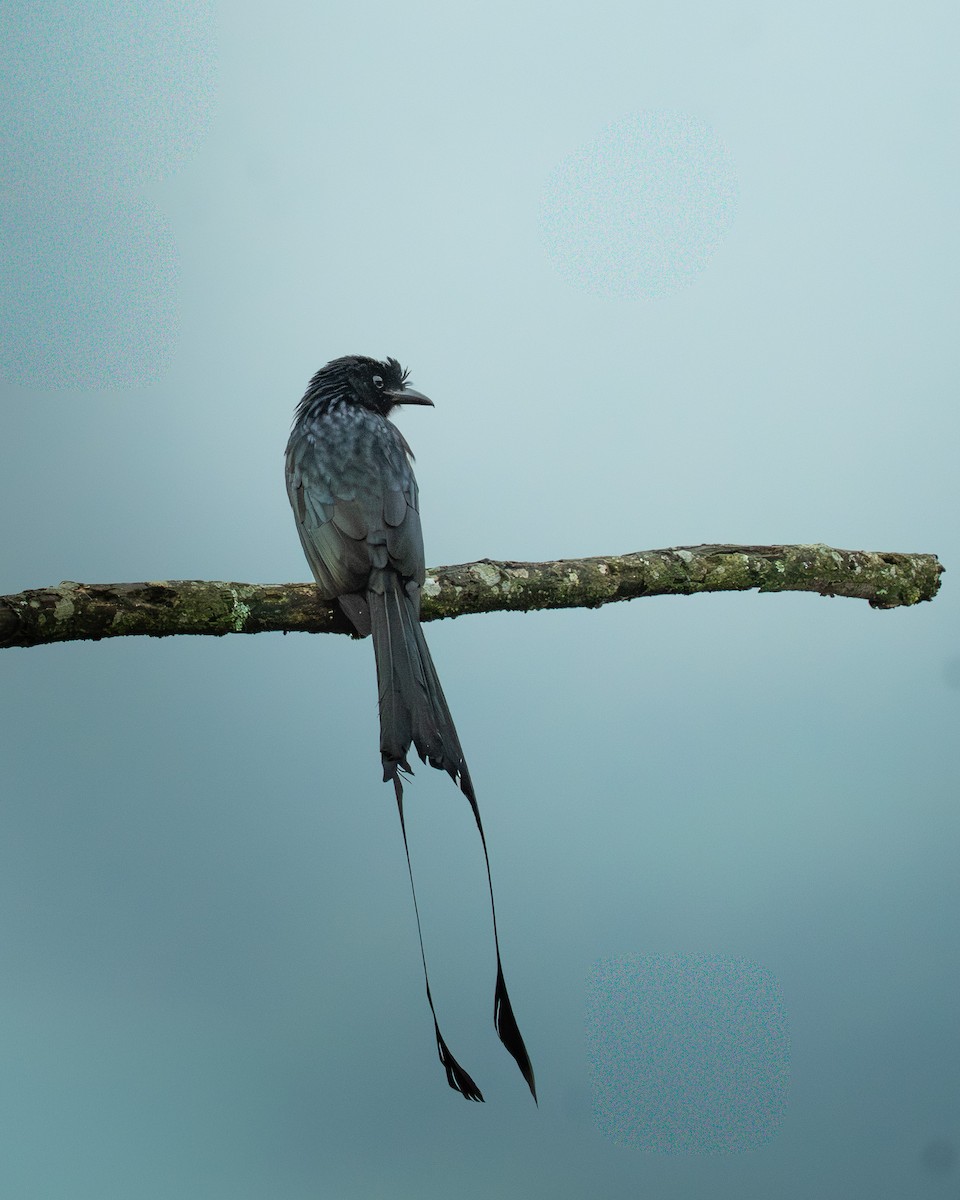 Greater Racket-tailed Drongo - ML644021527