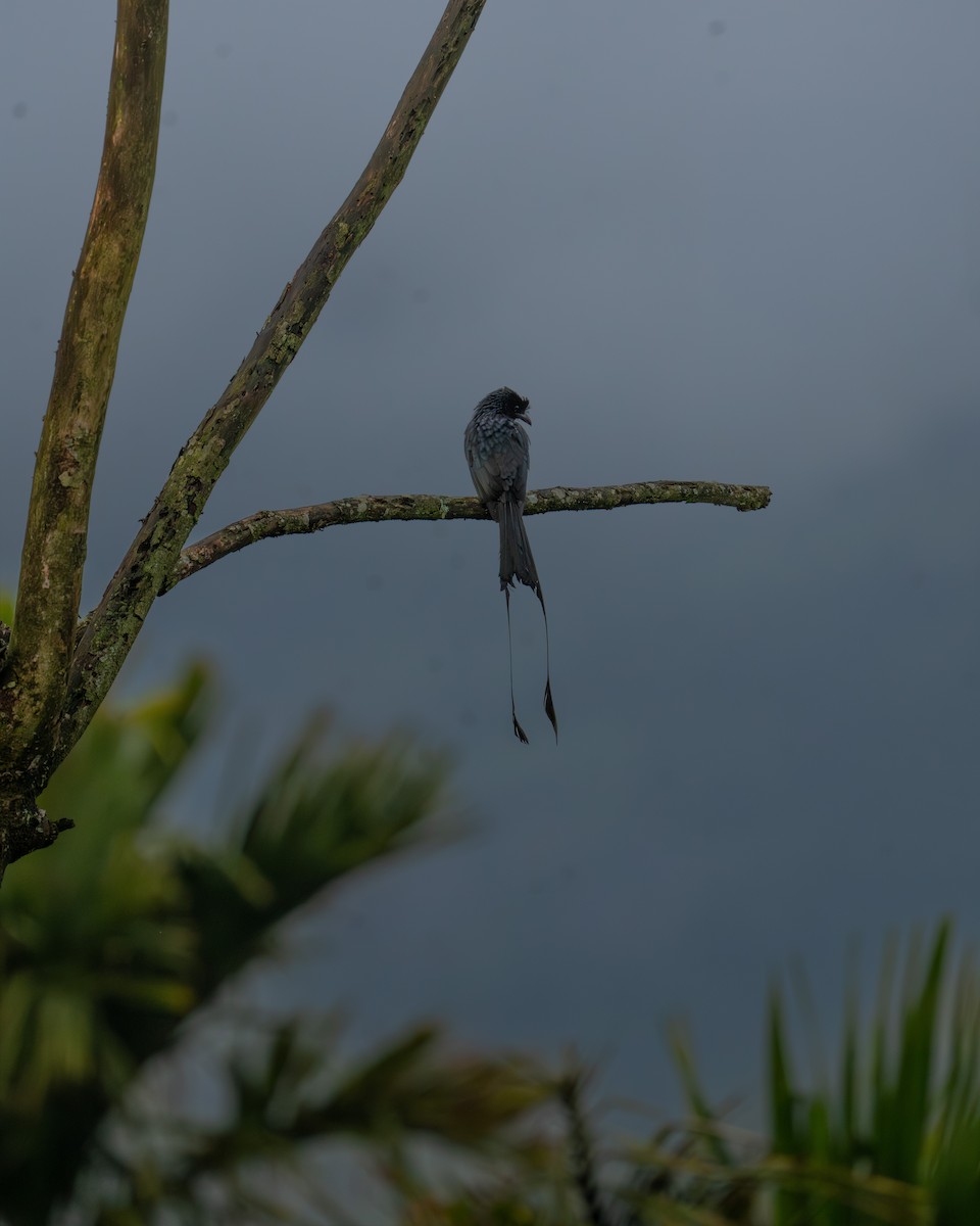 Greater Racket-tailed Drongo - ML644021529