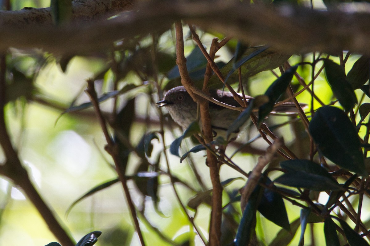 Горная шипоклювка - ML644021539