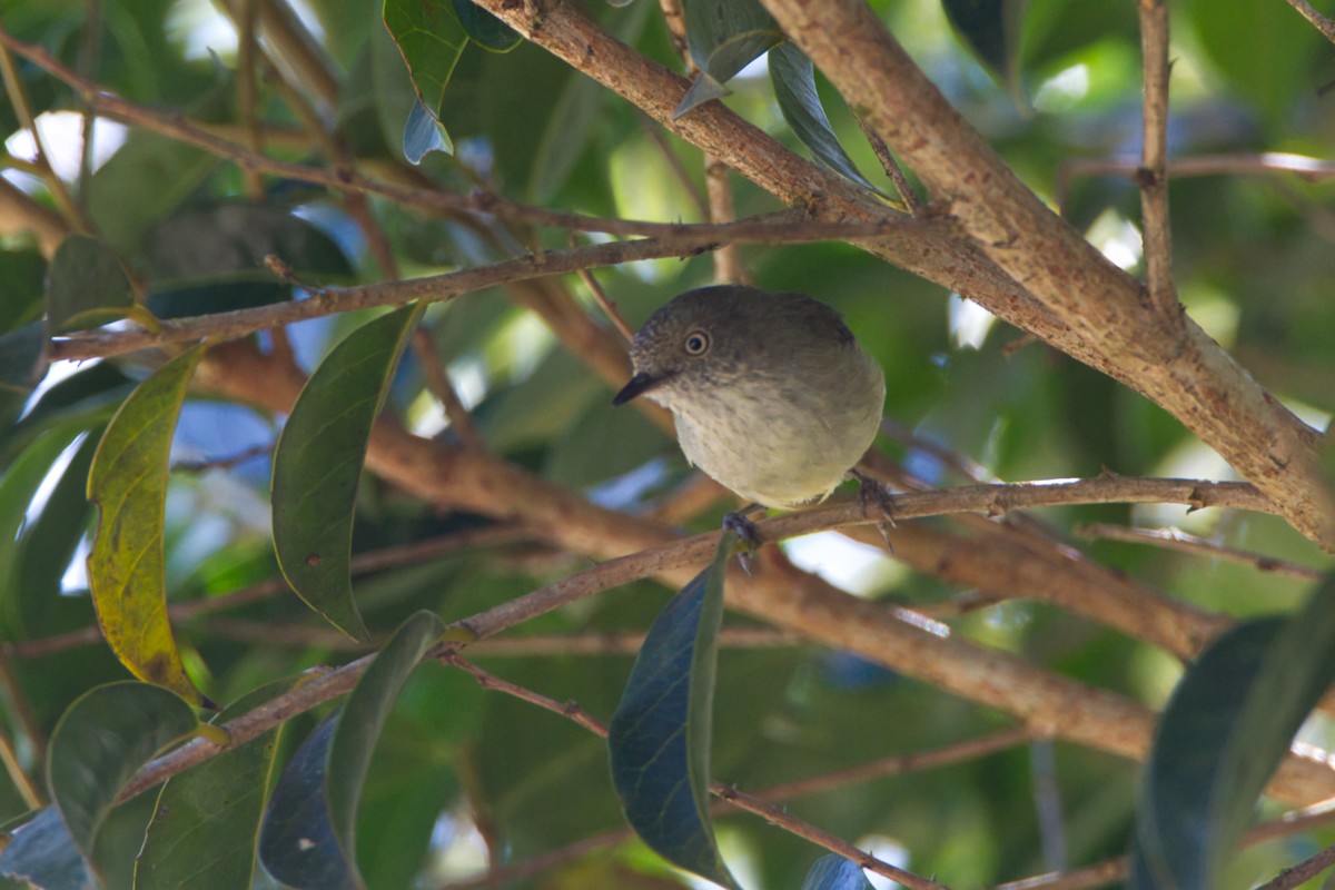Горная шипоклювка - ML644021540