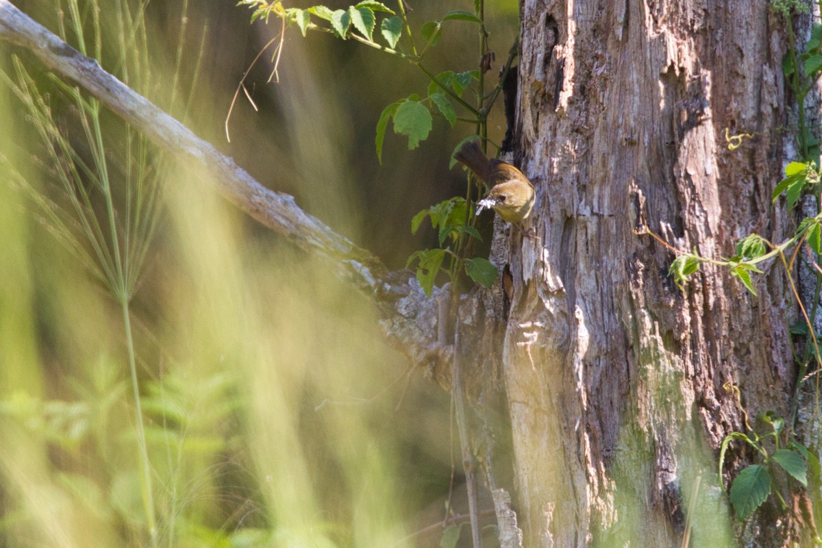 Atherton Scrubwren - ML644021548