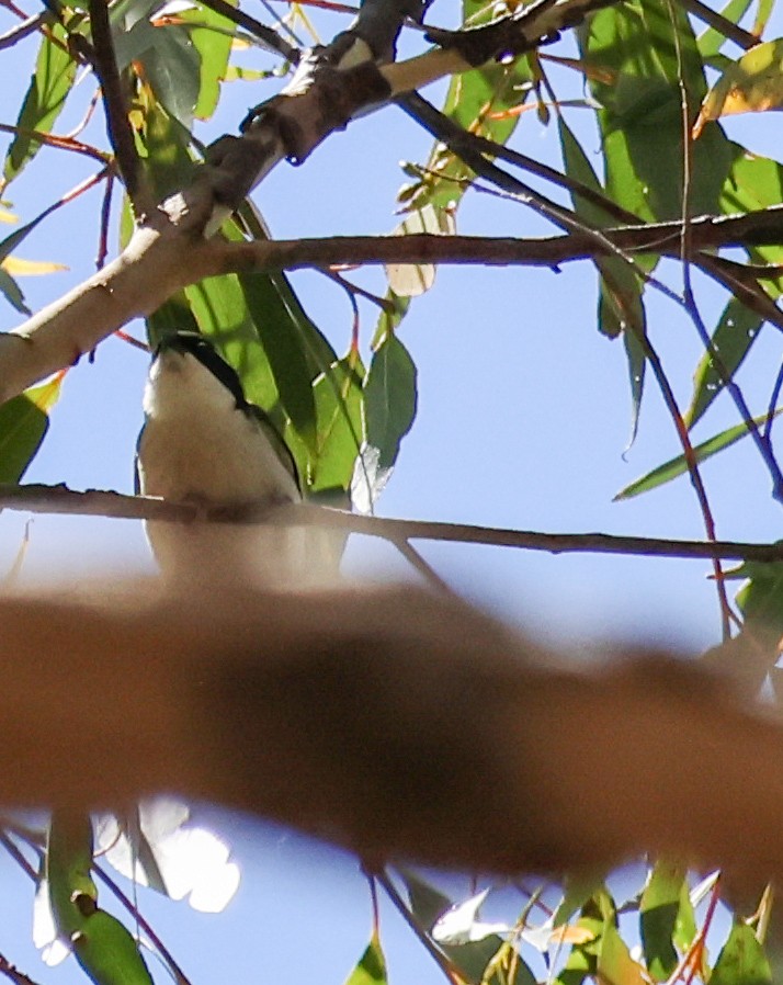 White-naped Honeyeater - ML644021549