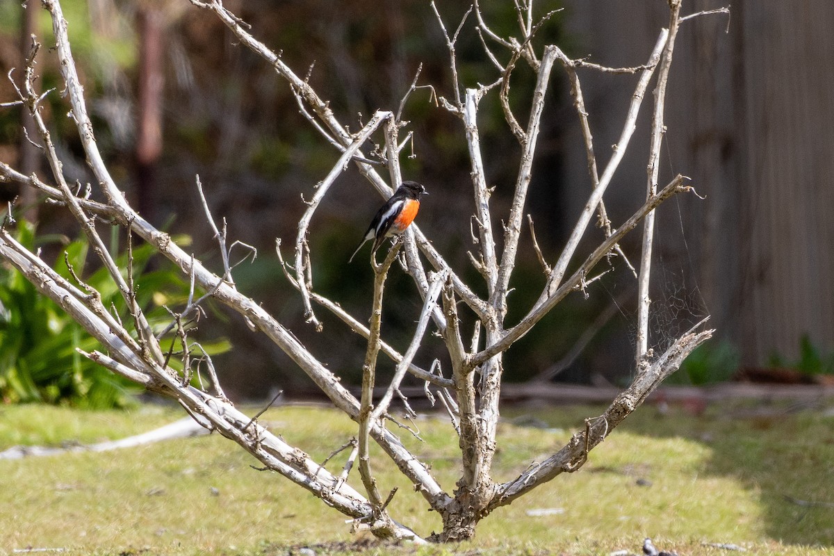 サンショクヒタキ（boodang／leggii） - ML644021552