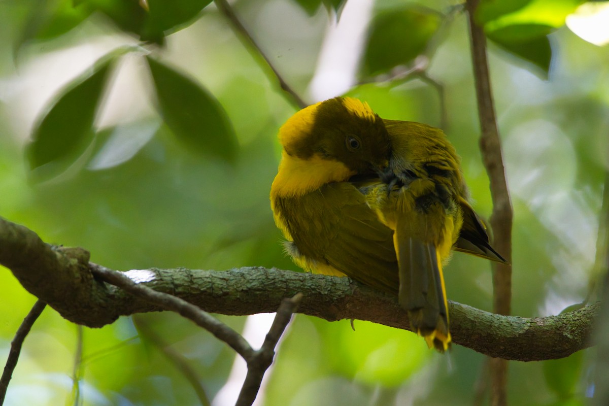 Golden Bowerbird - ML644021554