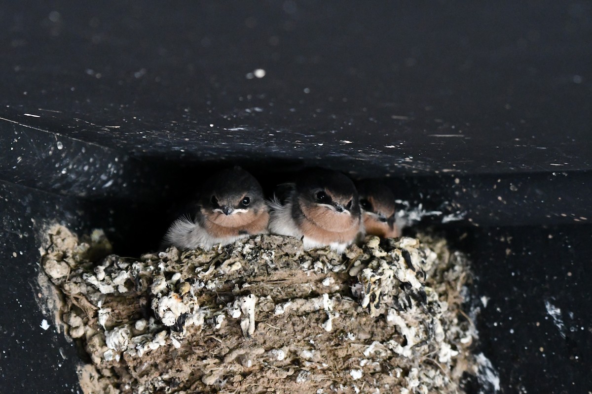 Welcome Swallow - ML644021559