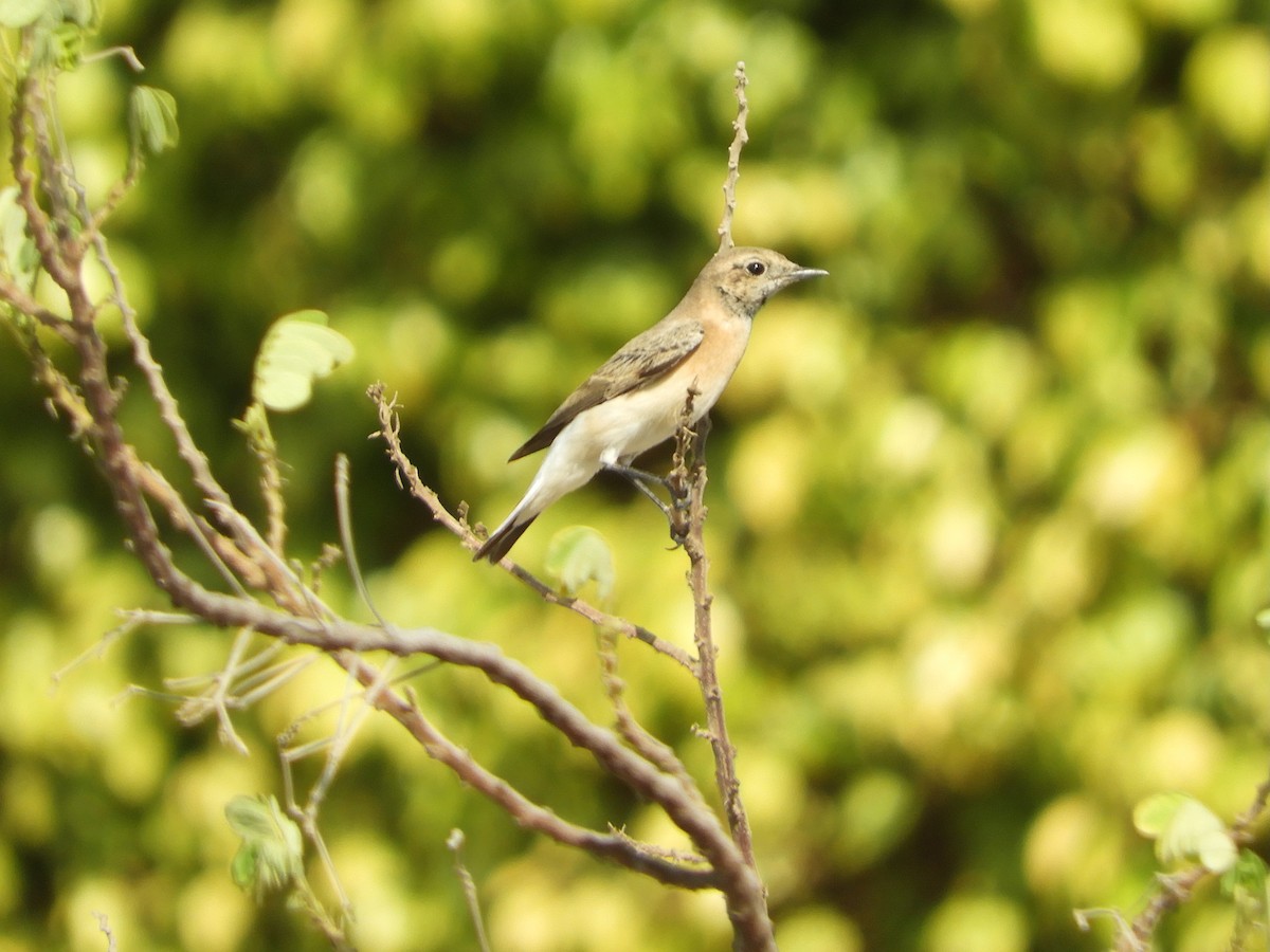 カオグロサバクヒタキ - ML644021575