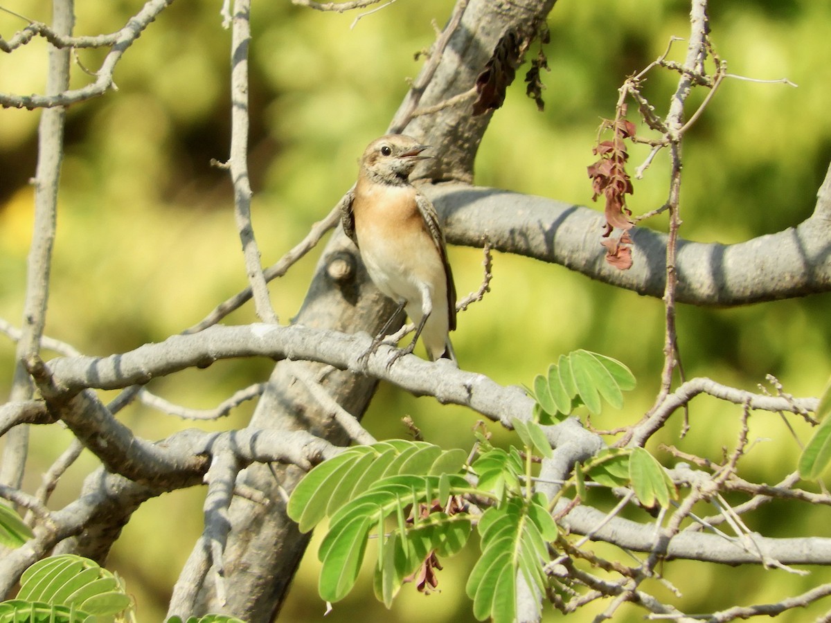 カオグロサバクヒタキ - ML644021576