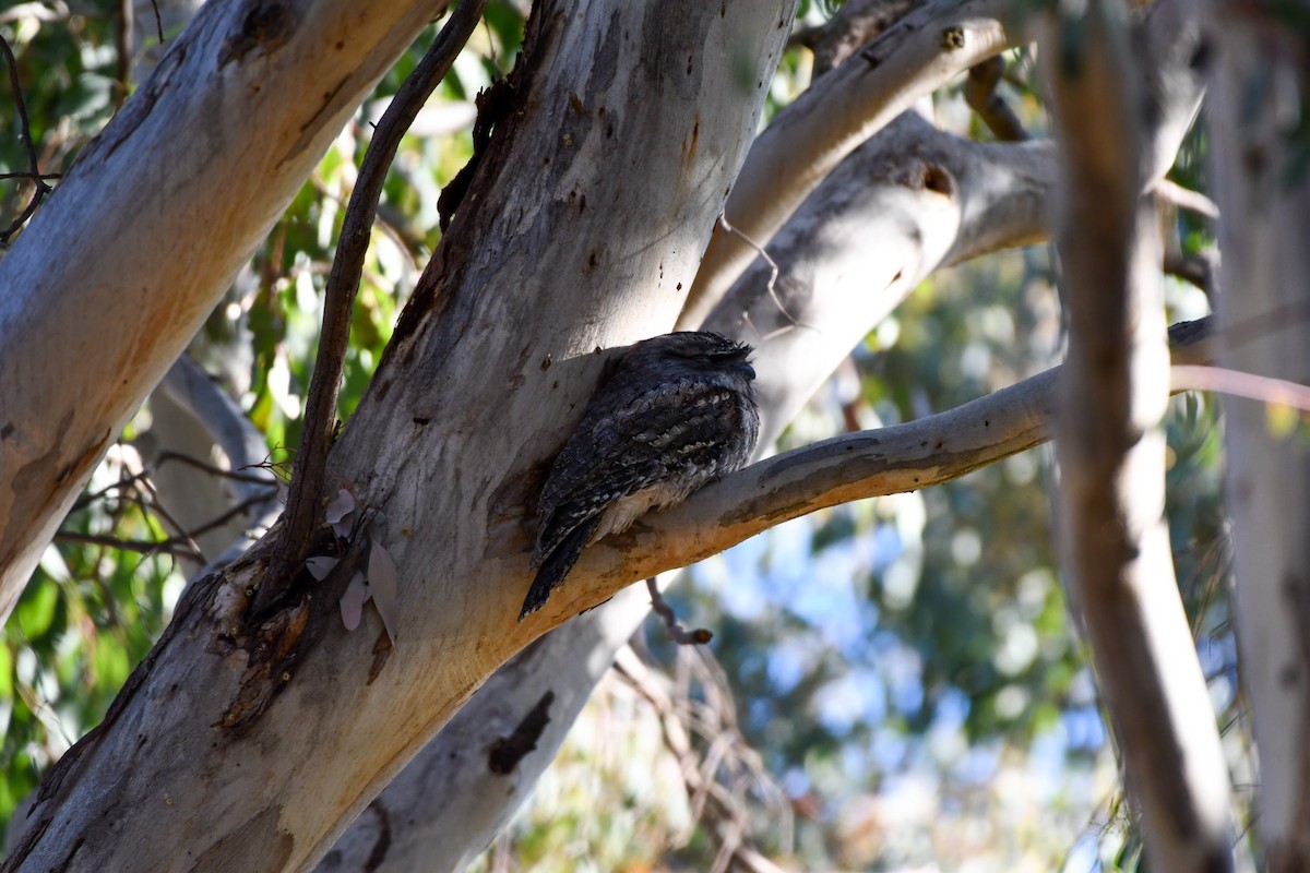Tawny Frogmouth - ML644021594