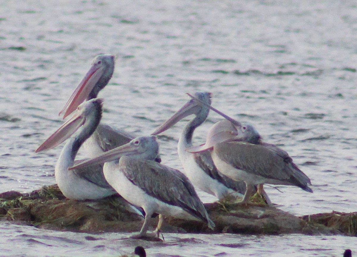 Spot-billed Pelican - ML644021597