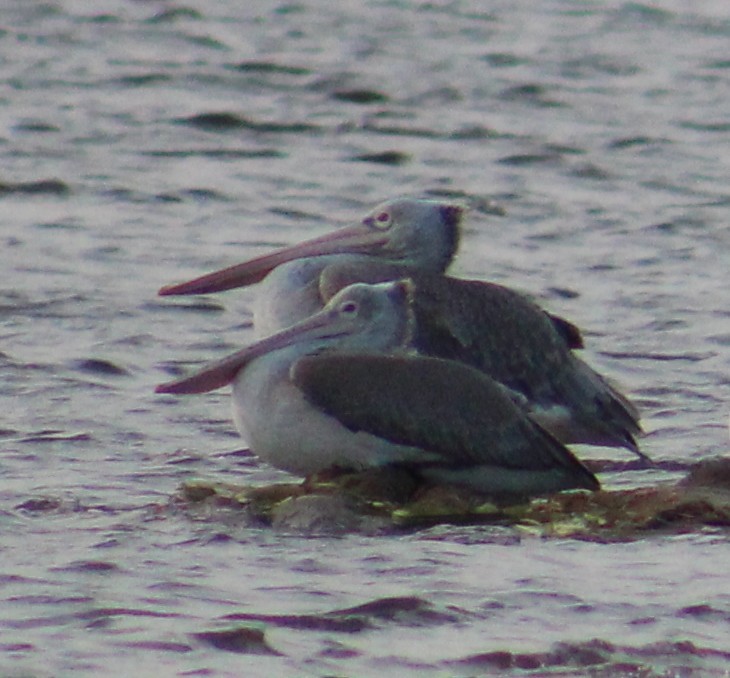 Spot-billed Pelican - ML644021598