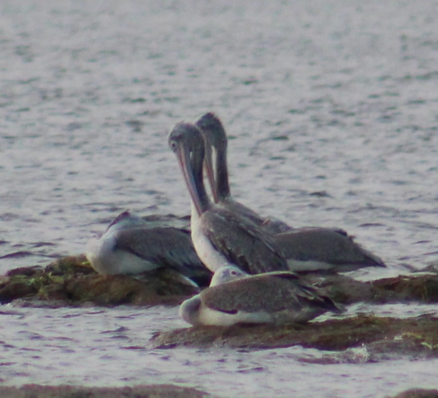 Spot-billed Pelican - ML644021600
