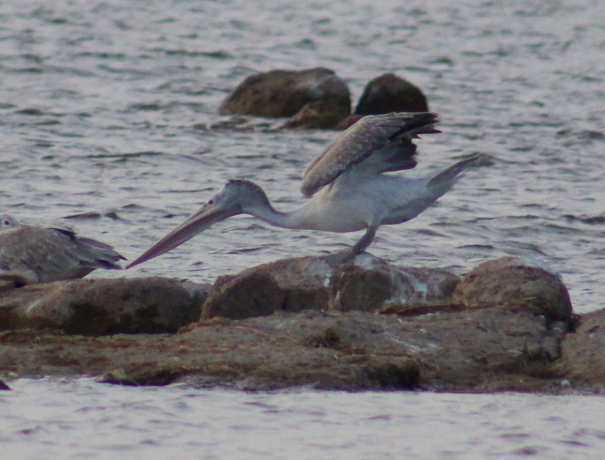 Spot-billed Pelican - ML644021601