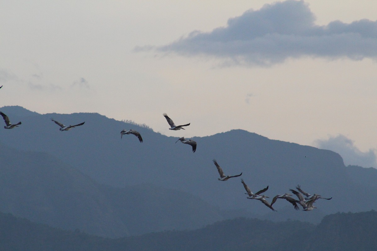 Spot-billed Pelican - ML644021602