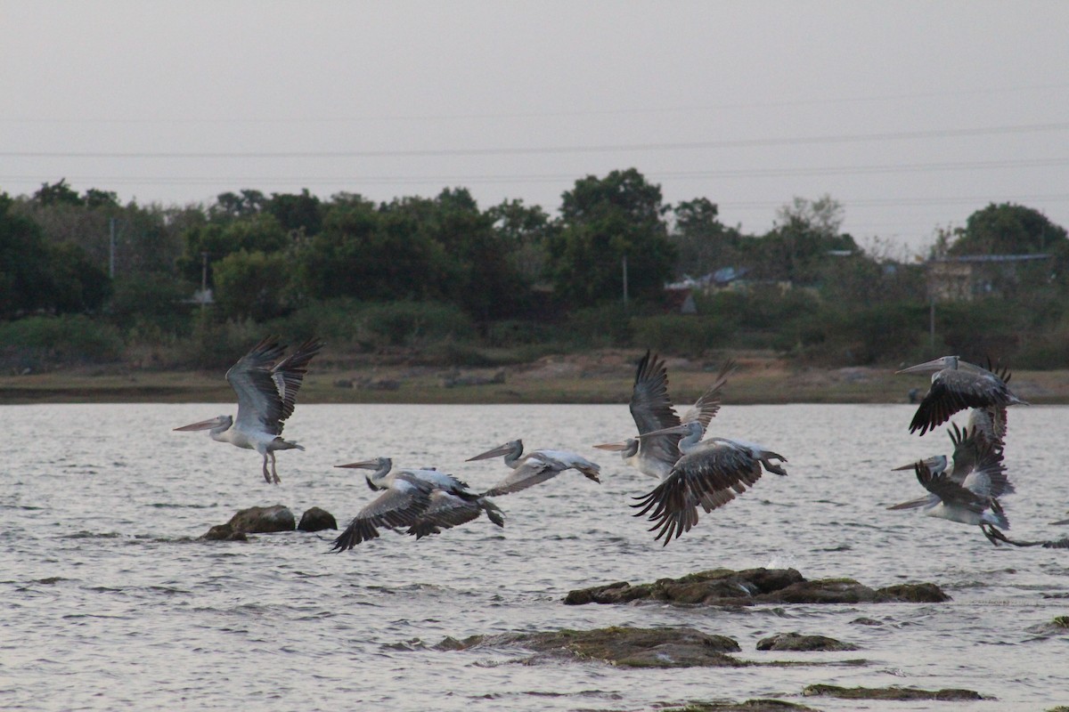 Spot-billed Pelican - ML644021603