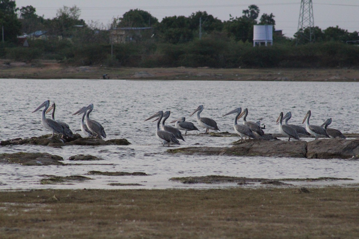 Spot-billed Pelican - ML644021604