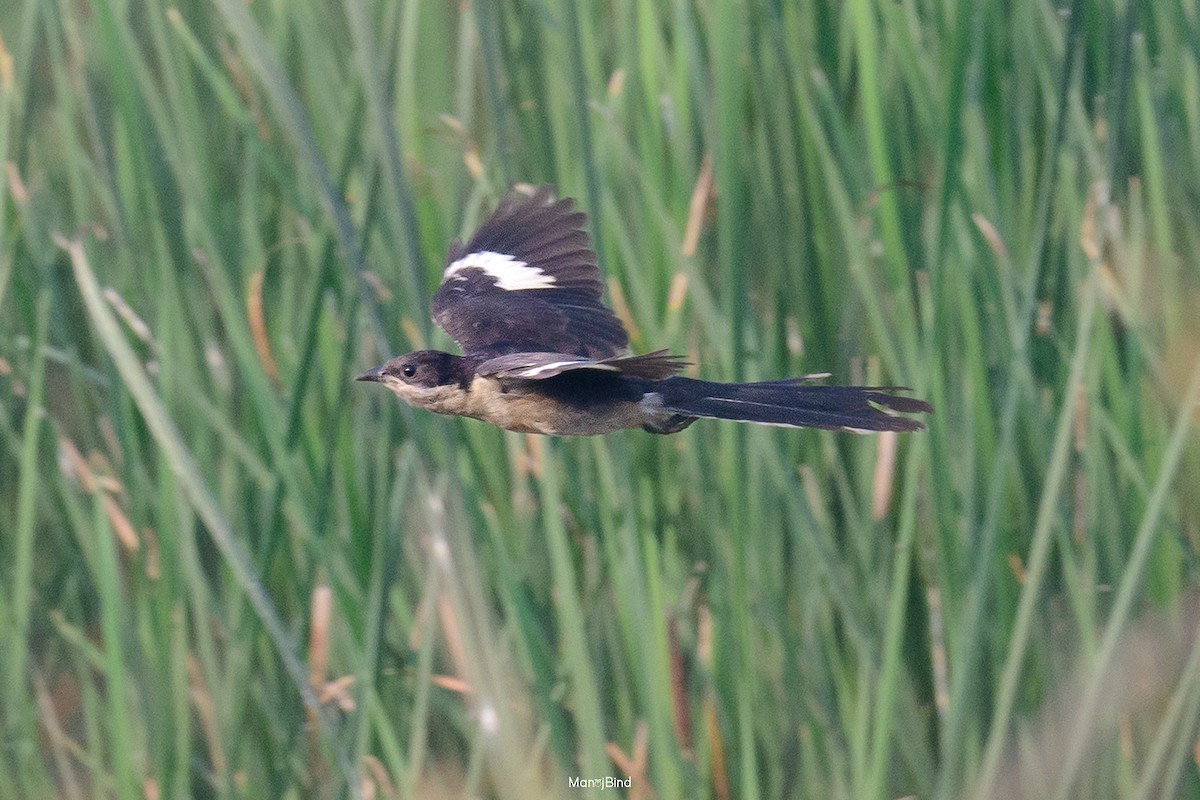 Pied Cuckoo - ML644021607