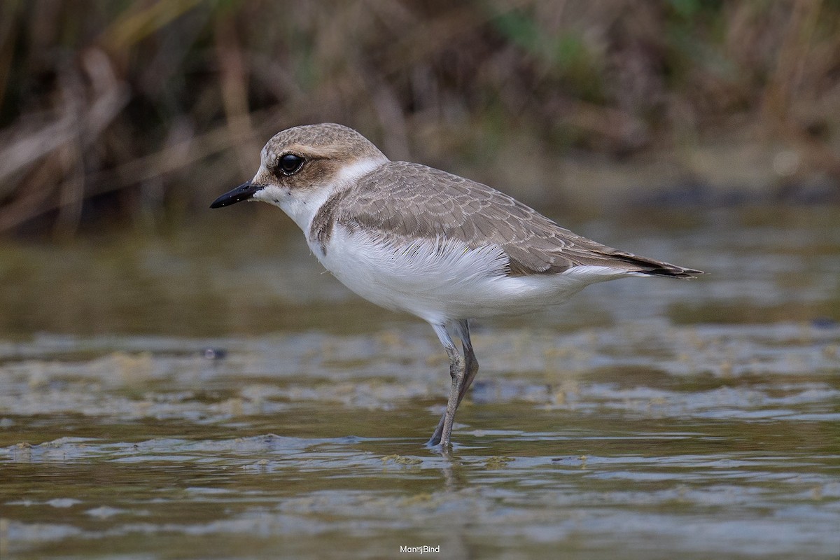 Kentish Plover - ML644021614