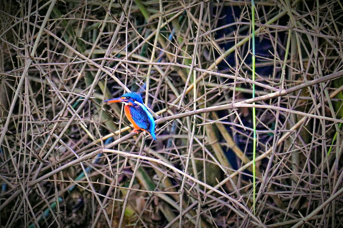 Blue-eared Kingfisher - ML644021617