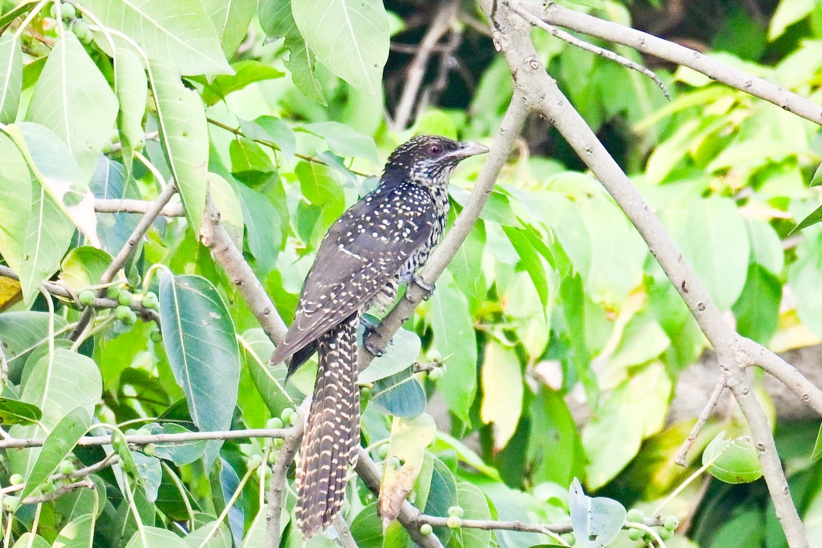 Asian Koel - ML644021631