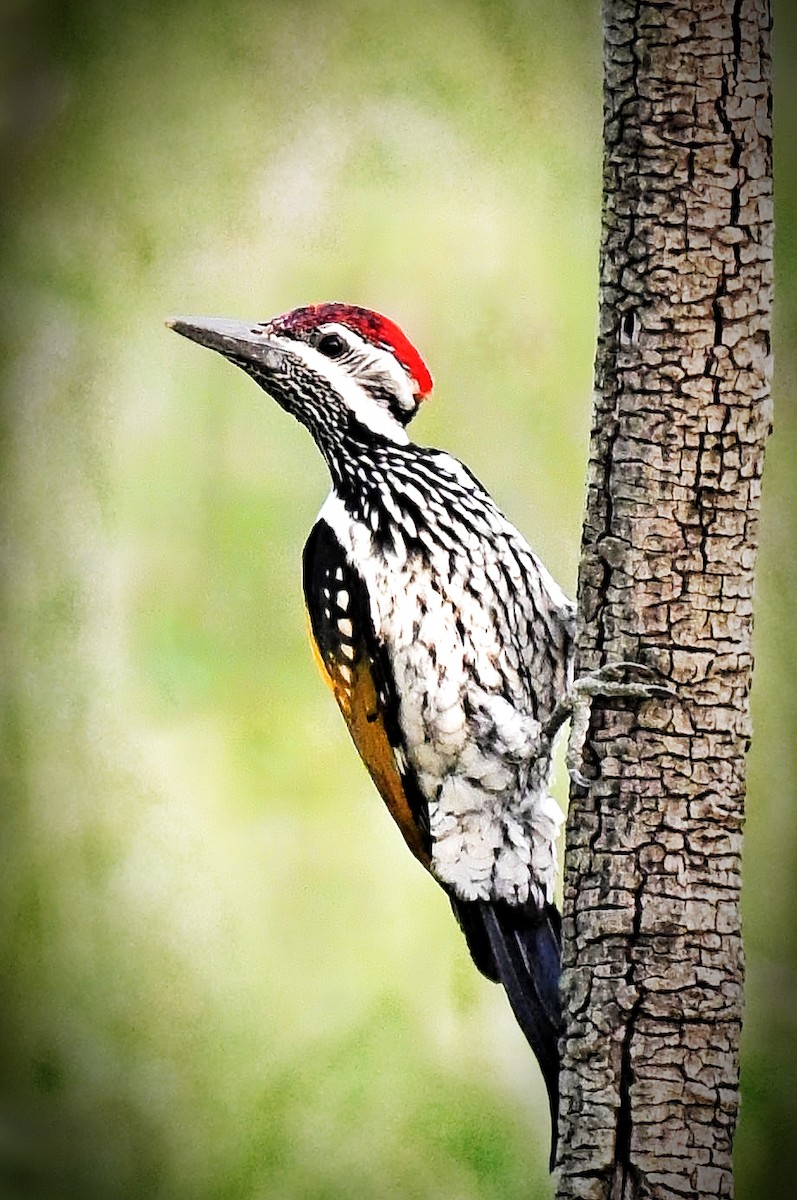 Black-rumped Flameback - ML644021653