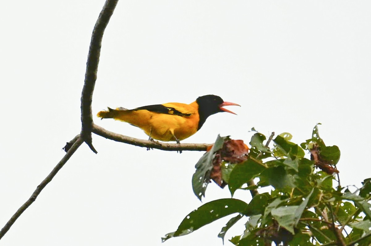 Black-hooded Oriole - ML644021662