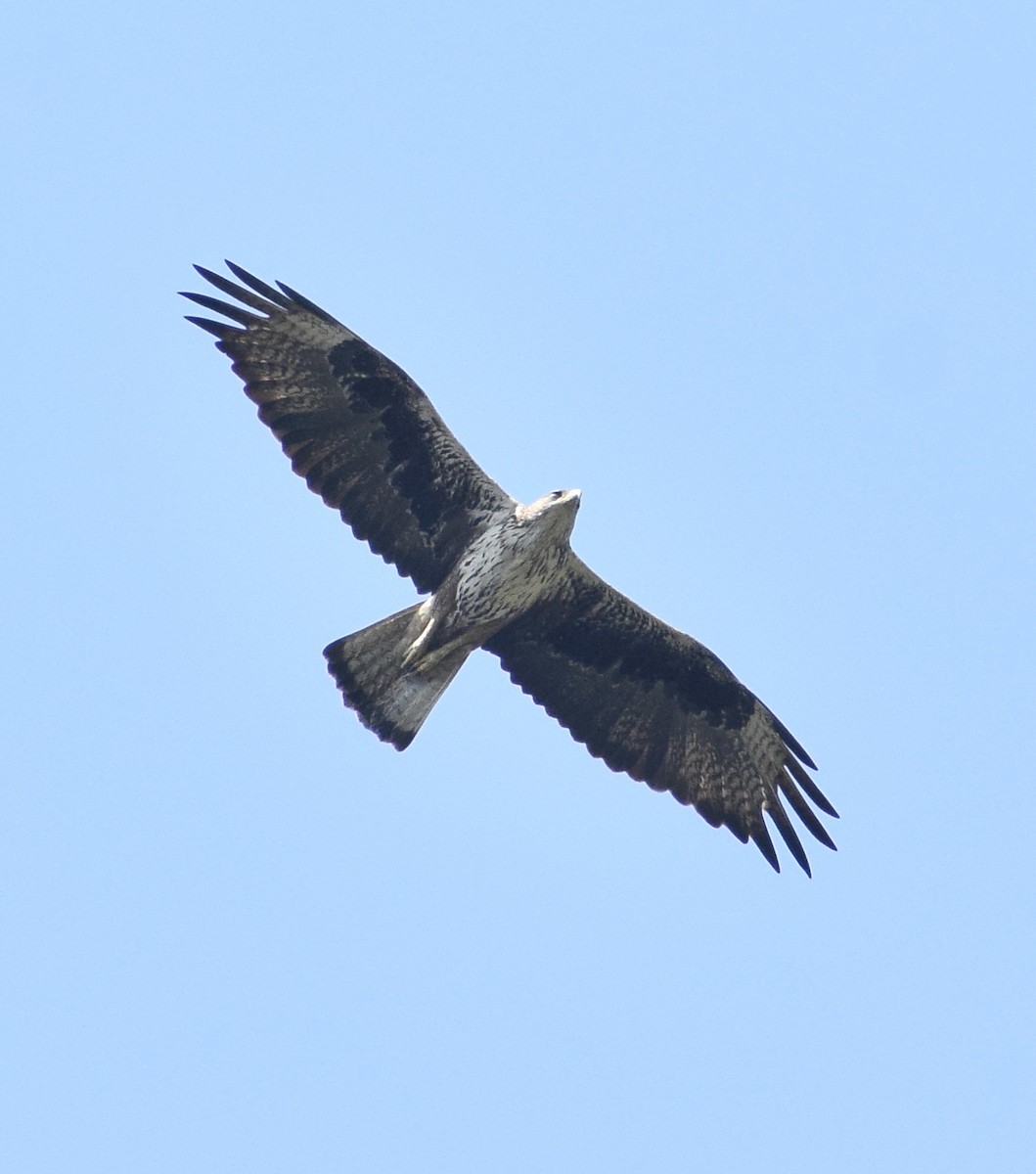 Bonelli's Eagle - ML644021713