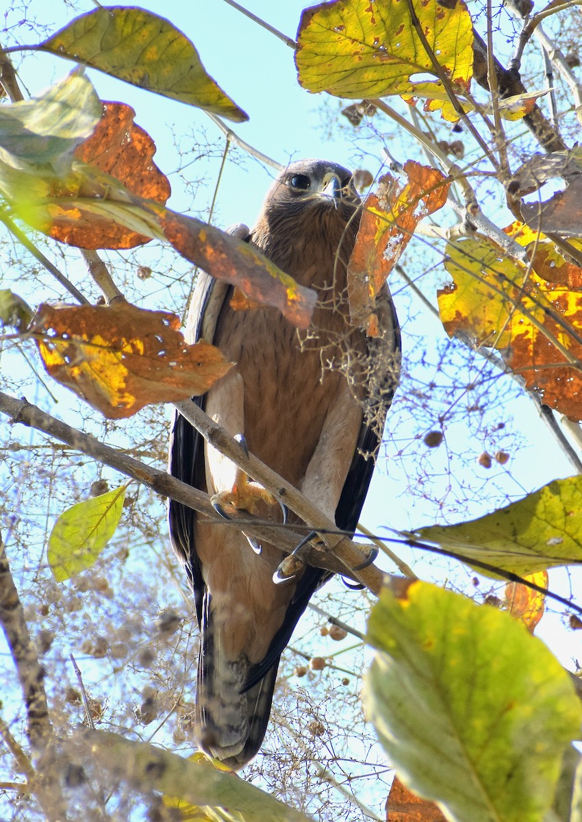 Bonelli's Eagle - ML644021714