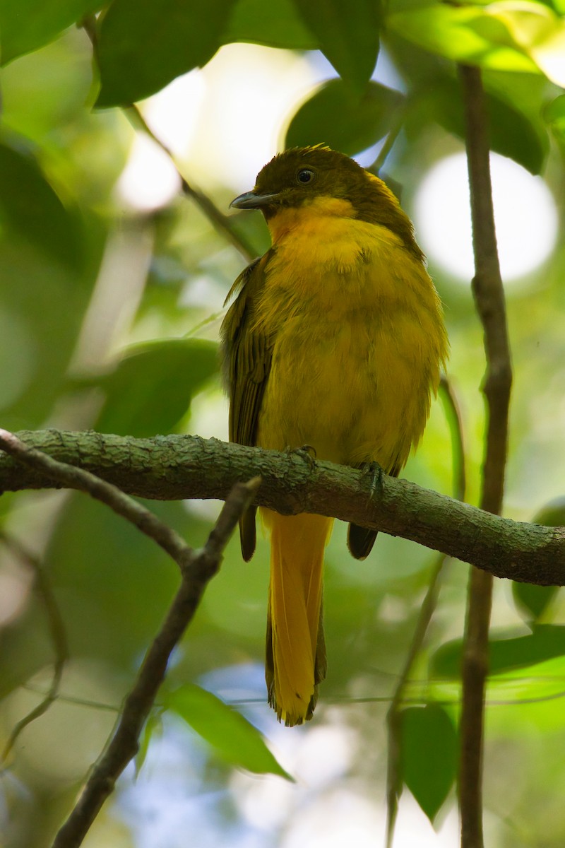 Golden Bowerbird - ML644021737