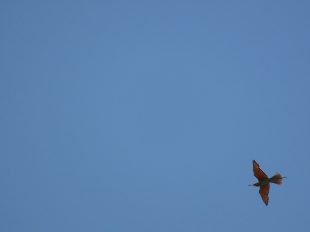 Blue-cheeked Bee-eater - ML644021750