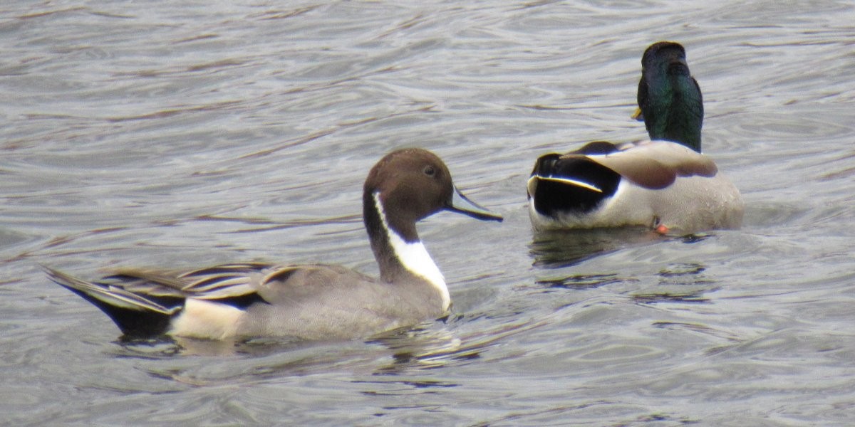 Northern Pintail - ML644021775