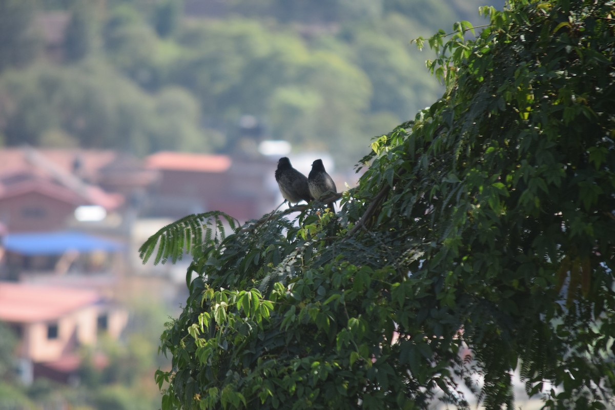 Red-vented Bulbul - ML644021776