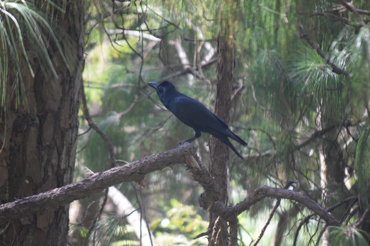 Large-billed Crow - ML644021792