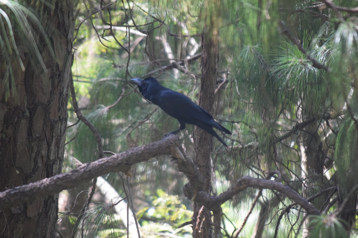 Large-billed Crow - ML644021793