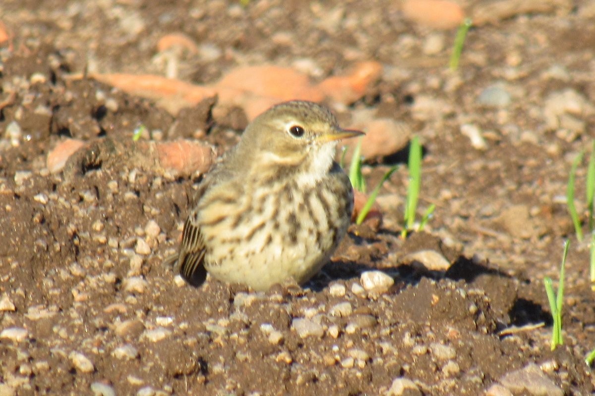 American Pipit - ML644021802