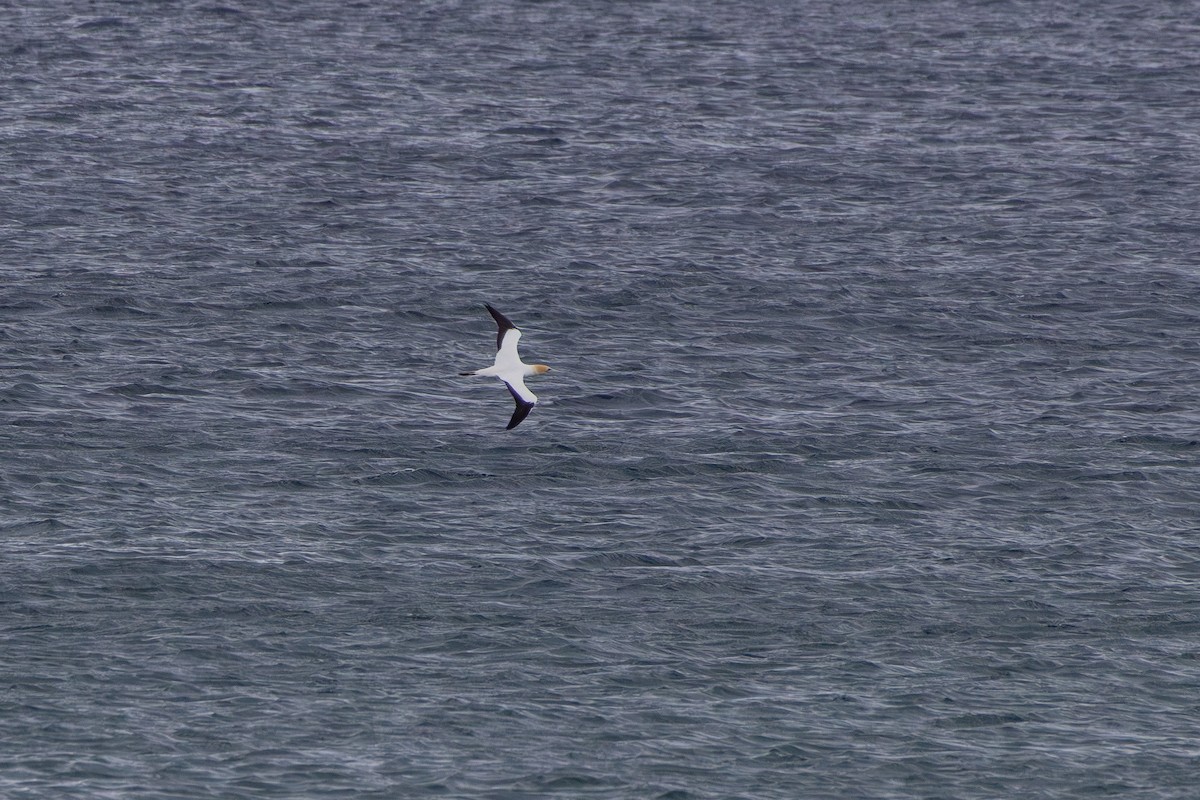 Australasian Gannet - ML644021814