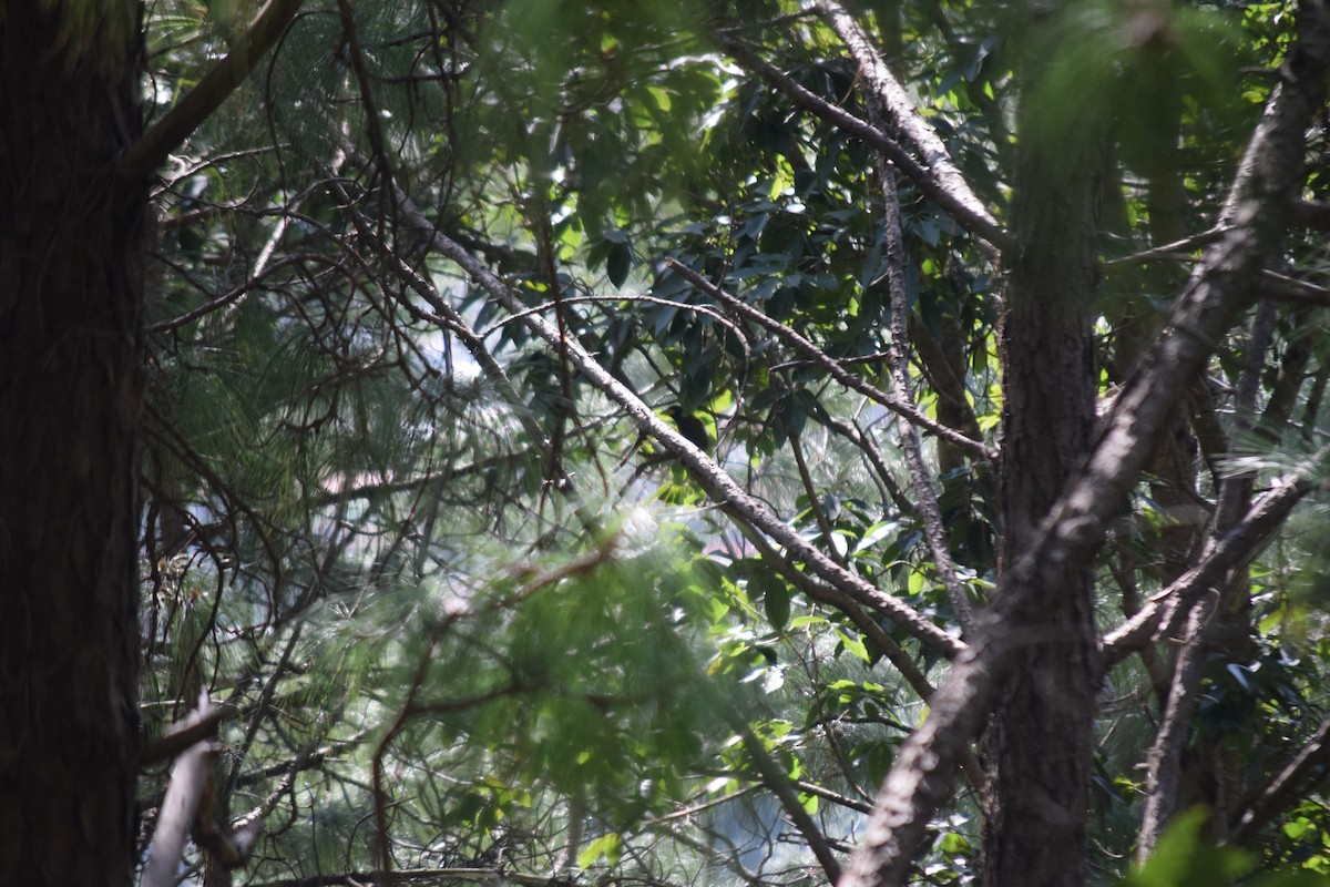 Great Barbet - ML644021818