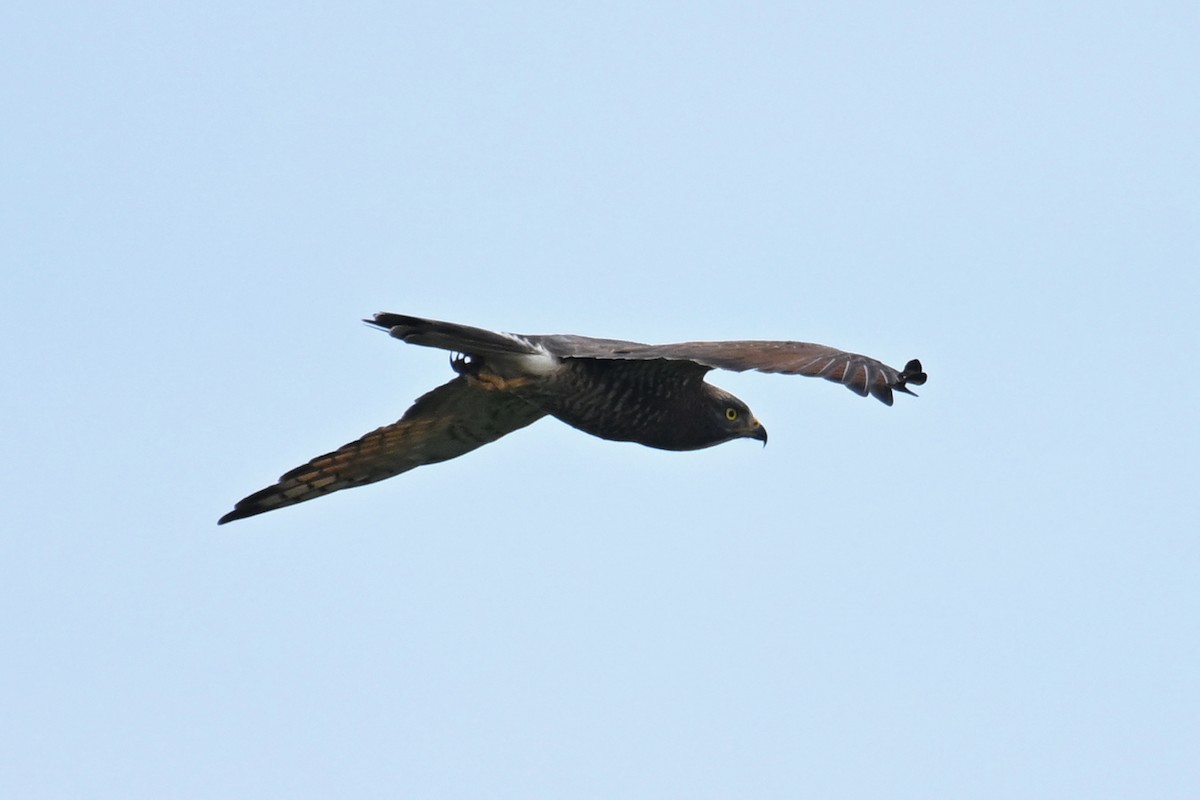 Gray-faced Buzzard - ML644021852