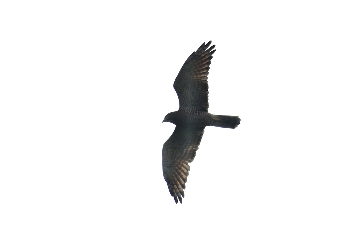 Gray-faced Buzzard - ML644021867