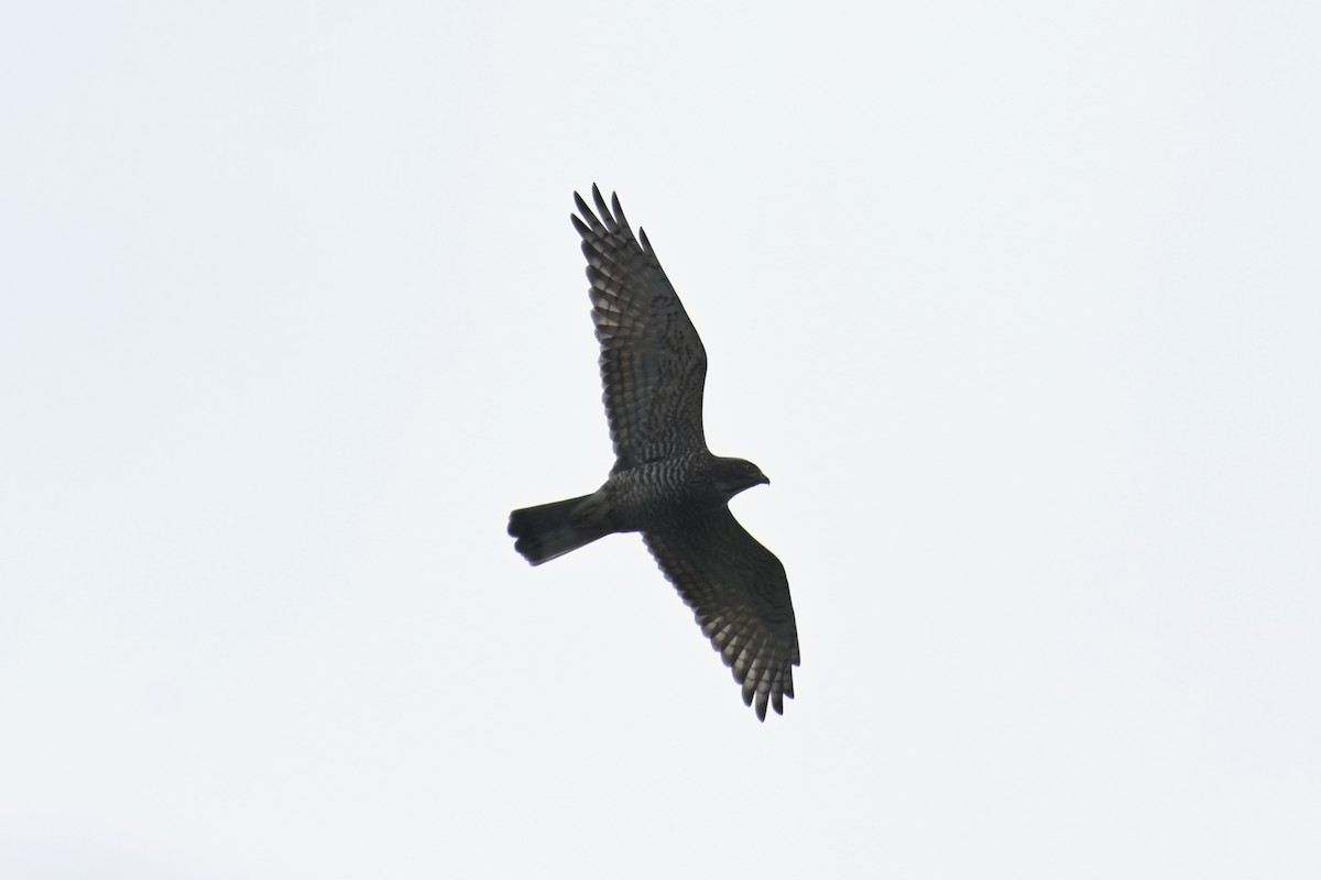 Gray-faced Buzzard - ML644021868