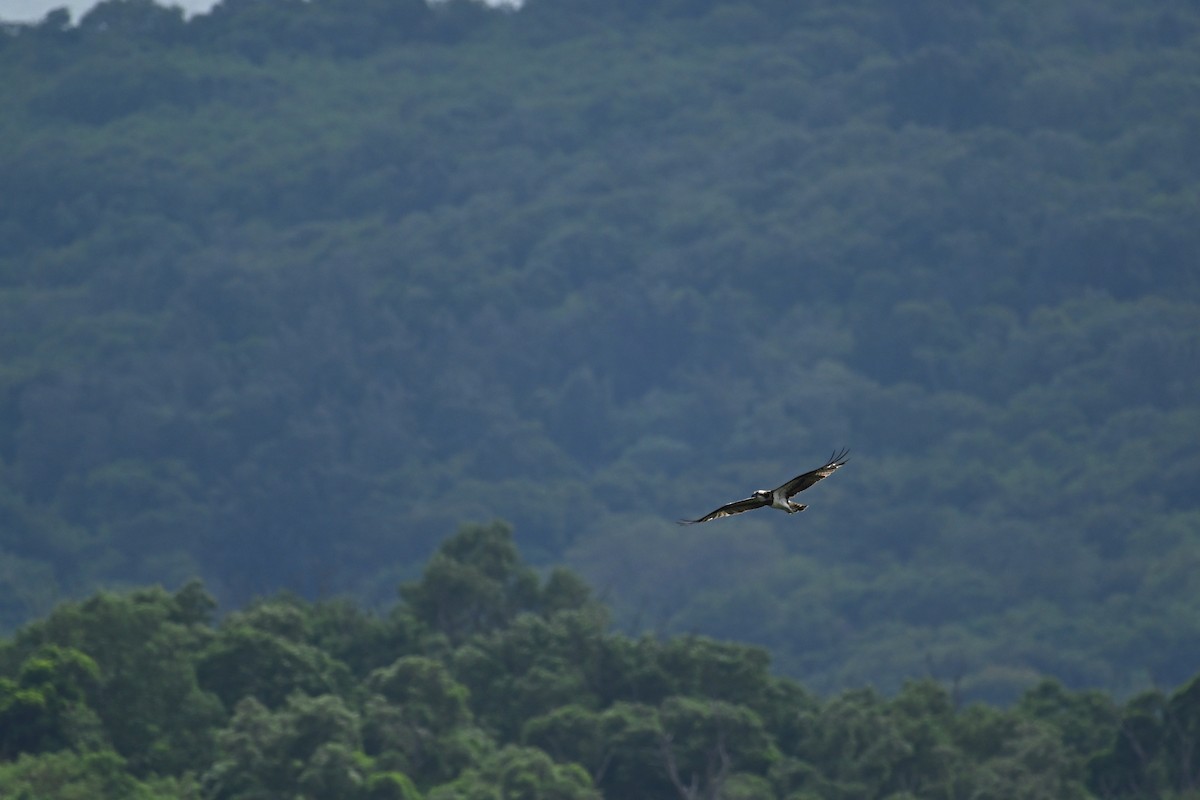 Osprey - ML644021874