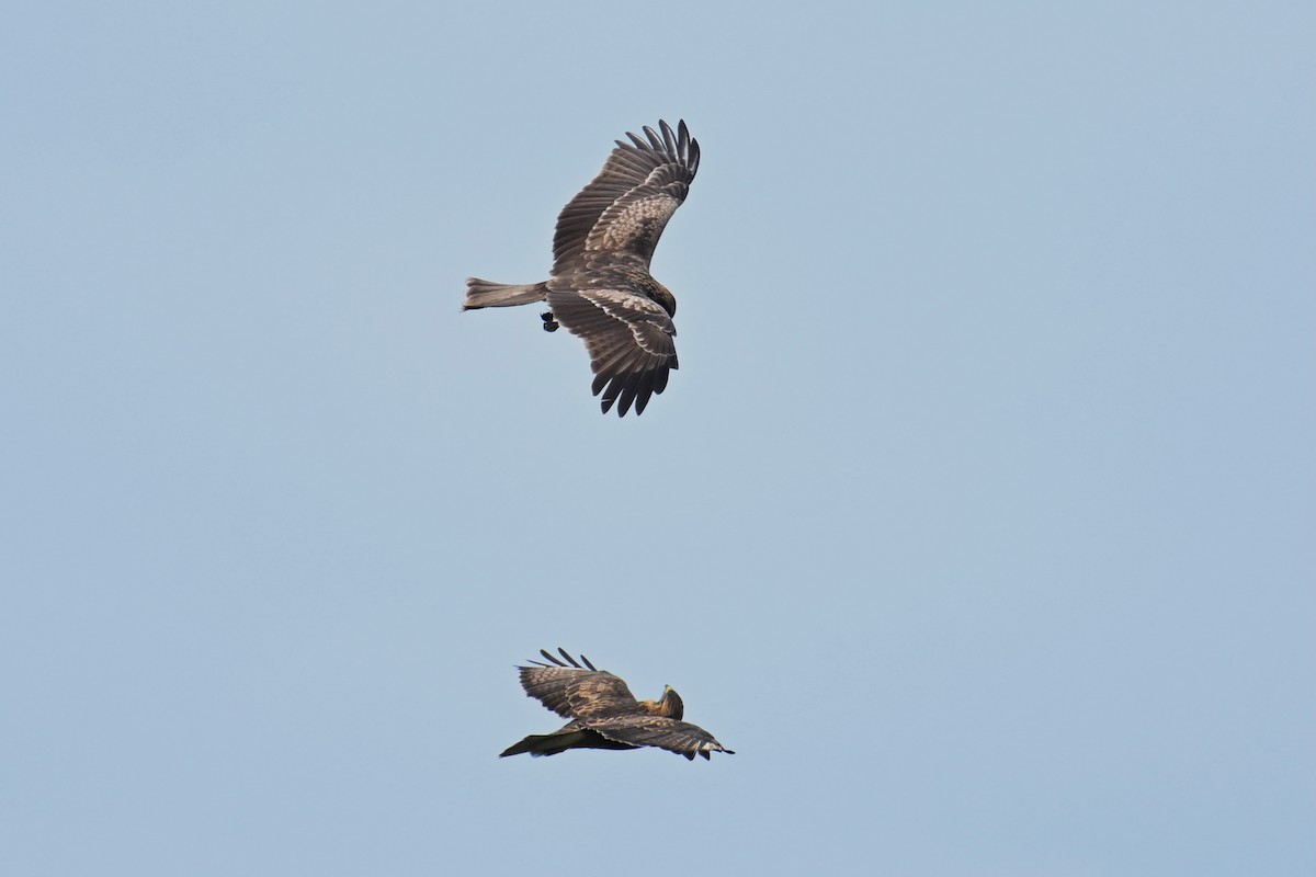 Eastern Buzzard - ML644021879