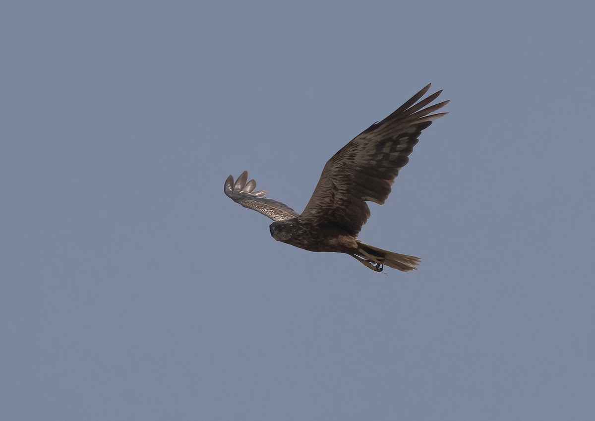 Western Marsh Harrier - ML644021893