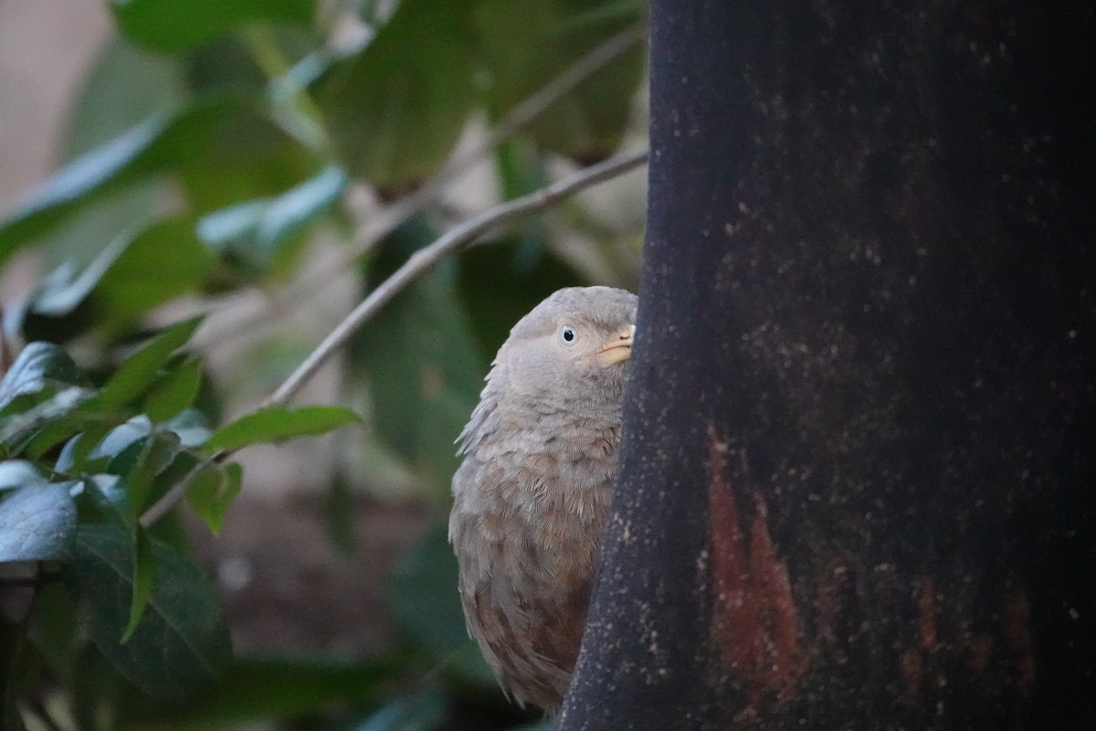 Yellow-billed Babbler - ML644021895