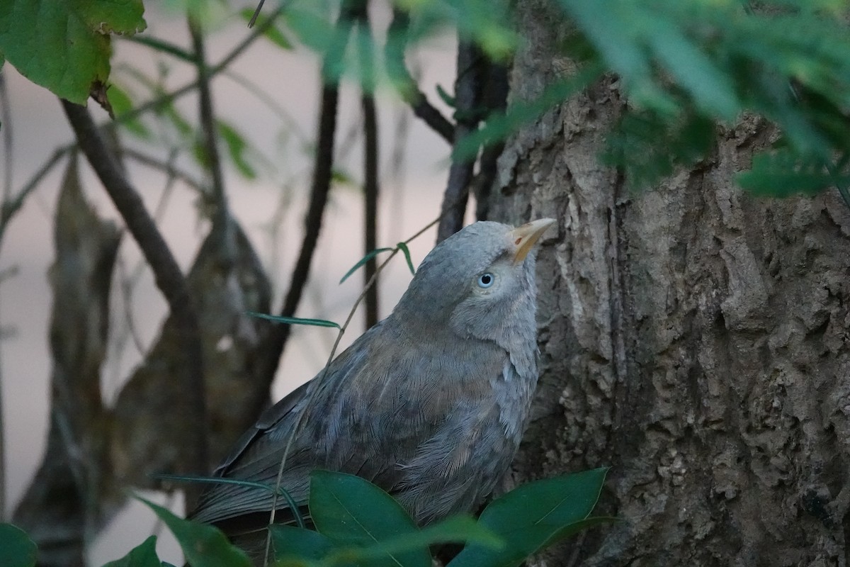 Yellow-billed Babbler - ML644021896