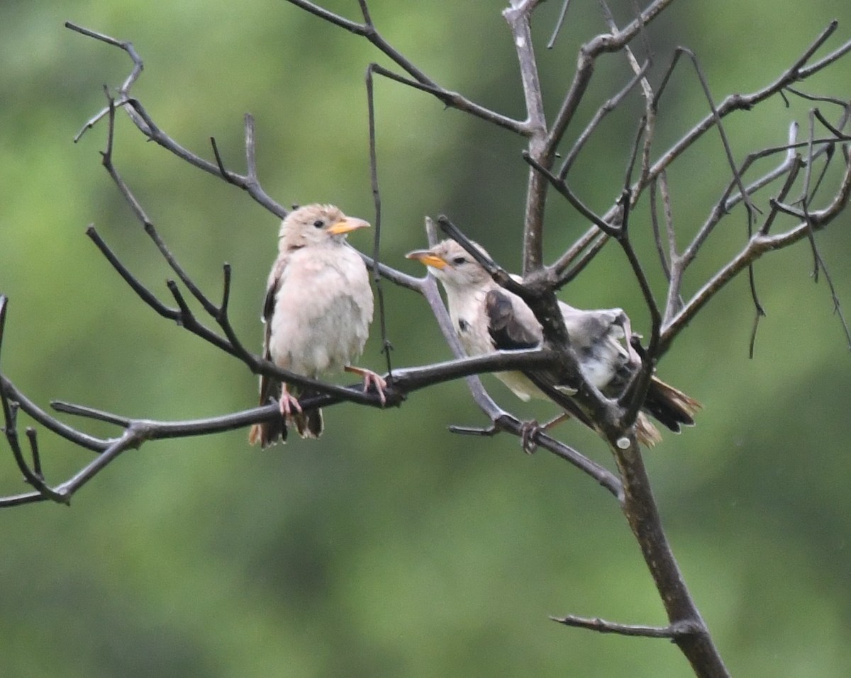 Rosy Starling - ML644021900