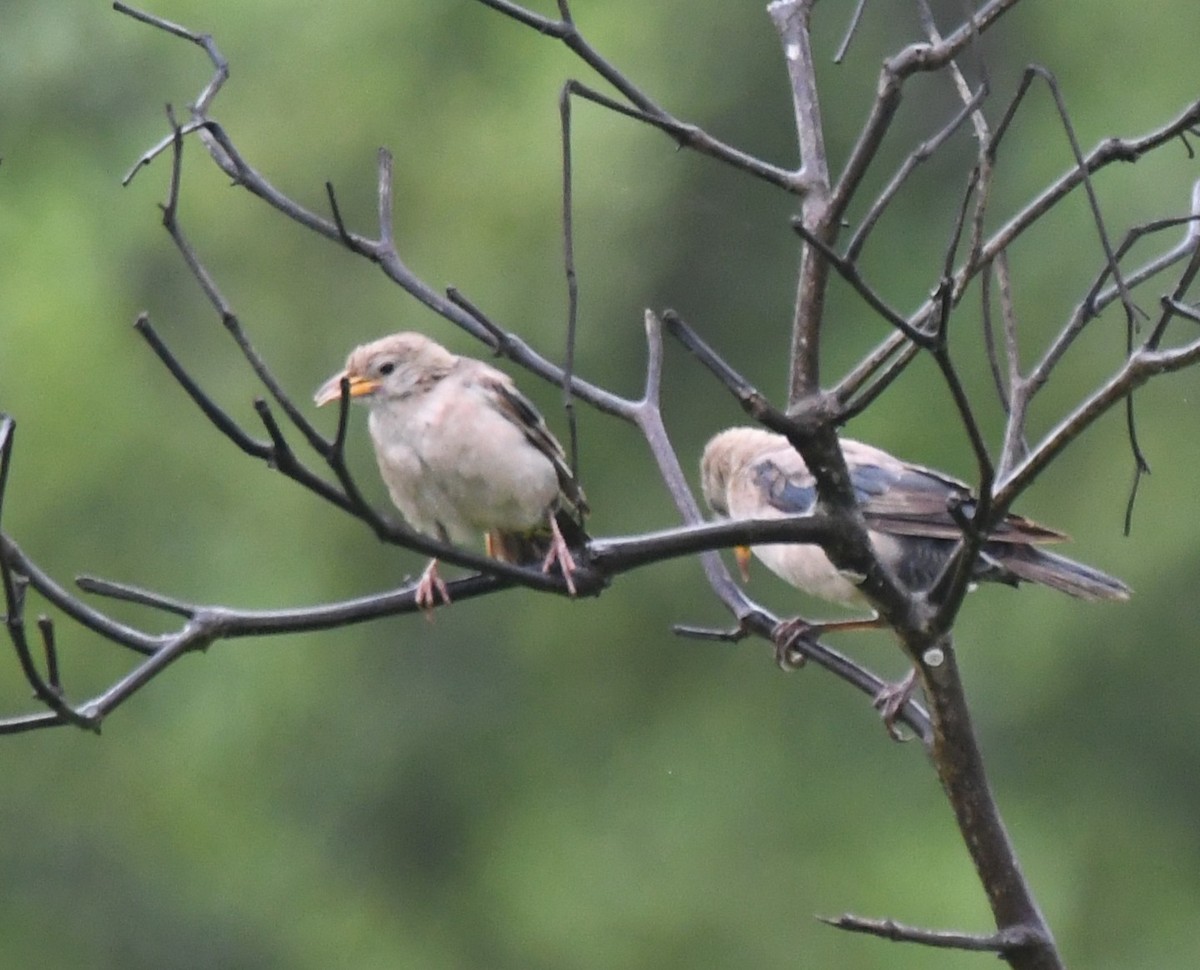 Rosy Starling - ML644021902