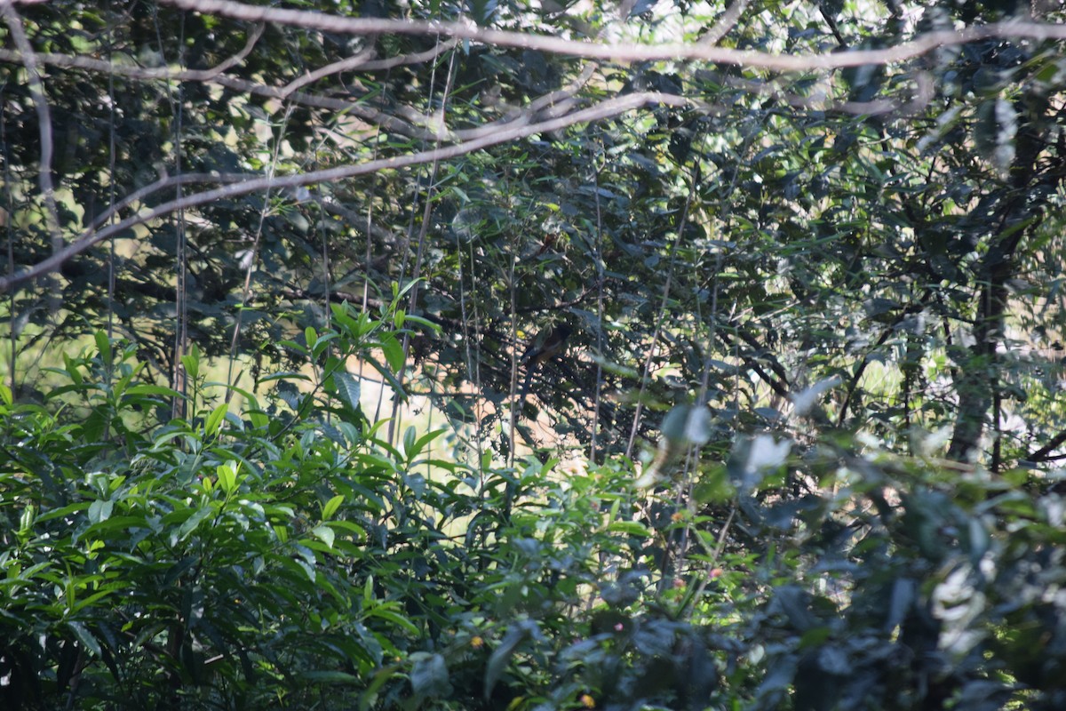 Rufous Treepie - ML644021905