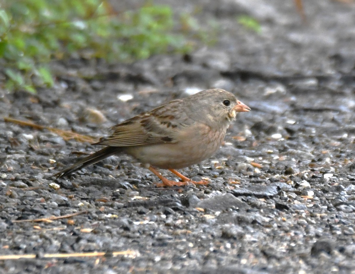 Gray-necked Bunting - ML644021906