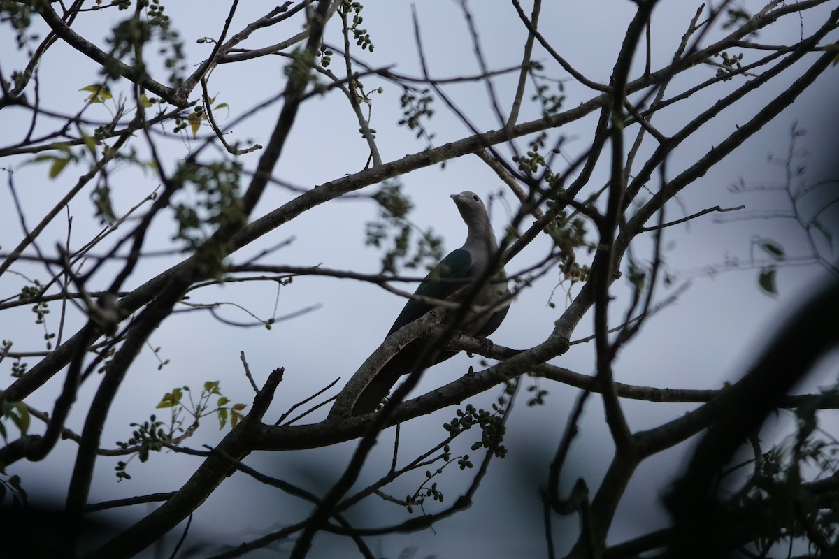 Green Imperial-Pigeon (Green) - ML644021908