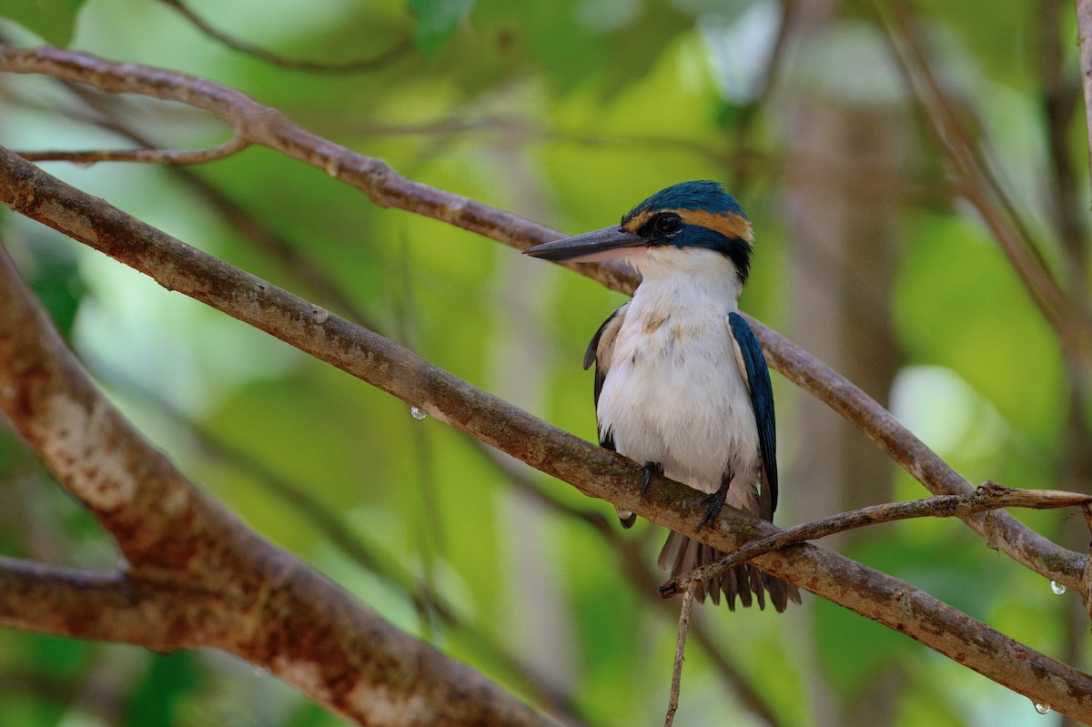 Pasifik Yalıçapkını - ML644021919